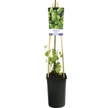 Humleplanta i kruka med spaljé