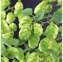 Närbild av humleblommor med blad