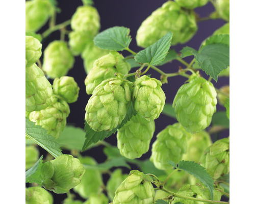 Närbild av humleblommor med blad