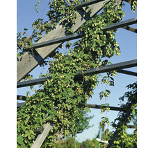 Humle OMNIA GARDEN Humulus lupulus 3-pack