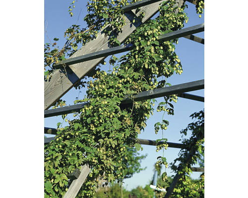 Humle växer på en träpergola