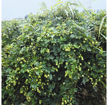 Humle OMNIA GARDEN Humulus lupulus 'Nordbrau' 3-pack