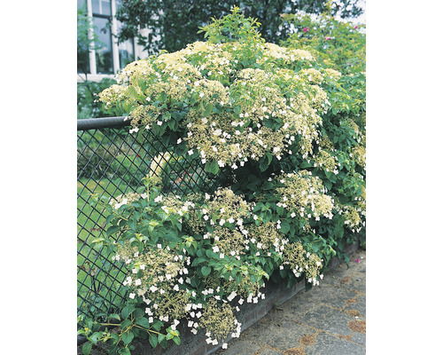 Klätterhortensia OMNIA GARDEN Hydrangea anomala petiolaris 3-pack