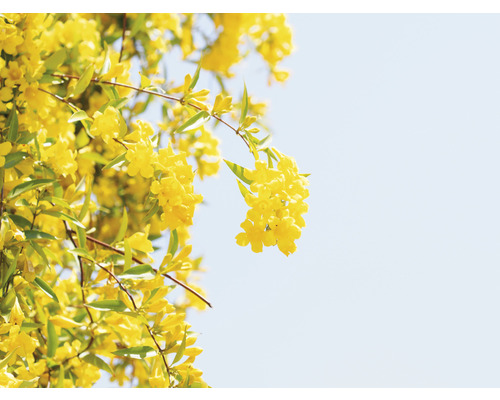 Gul trumpetblomma i detalj