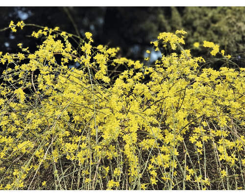 Blommande vinterjasmin i trädgården
