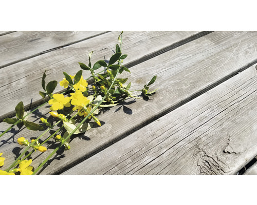 Gula vinterjasminblommor på en träyta