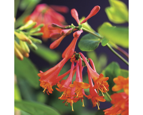 Tryblommor med gröna blad