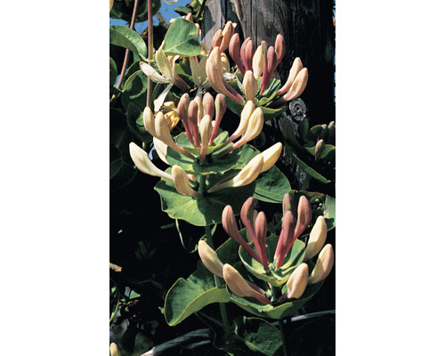 Tryväxt med blommor och blad