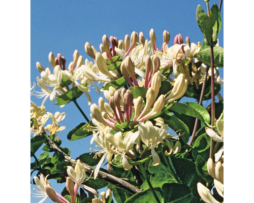Närbild av en kaprifolväxt med blommor och blad.