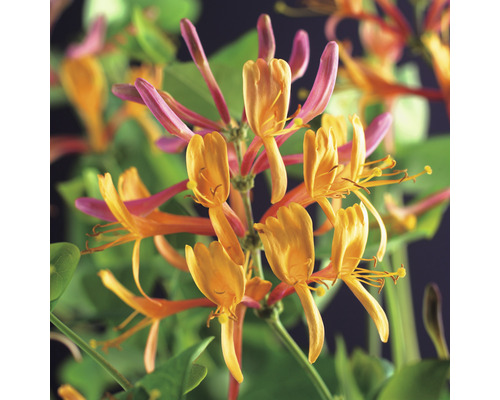 Närbild av kaprifolblommor