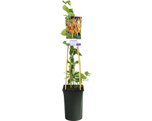 Blomsterkaprifol OMNIA GARDEN Lonicera × heckrottii 'American Beauty' 1-pack Try cultivad i kruka med klätterhjälp