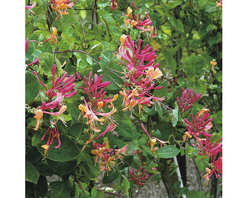 Närbild av en kaprifolväxt med rosa och gräddfärgade blommor