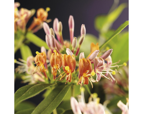 Närbild av doftande kaprifolblommor