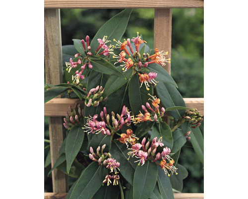 Pipranka med blommor på ett trägaller