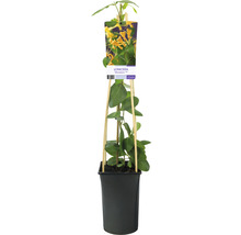 Trädgårdskaprifol OMNIA GARDEN Lonicera 'Mandarin' 1-pack
