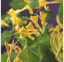 Trädgårdskaprifol OMNIA GARDEN Lonicera 'Mandarin' 1-pack