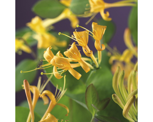 Gula kaprifolblommor med gröna blad