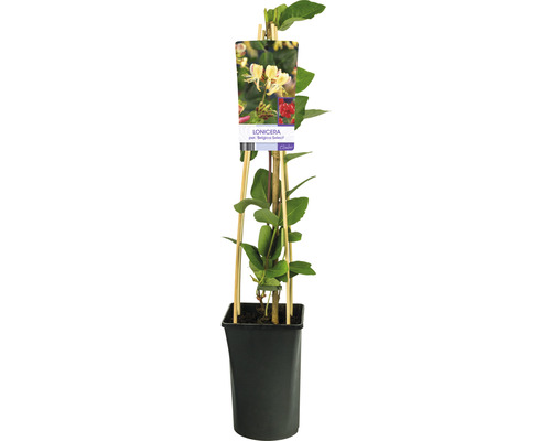 Vildkaprifol OMNIA GARDEN Lonicera periclymenum 'Belgica Select' 5-pack Try i kruka med spaljé