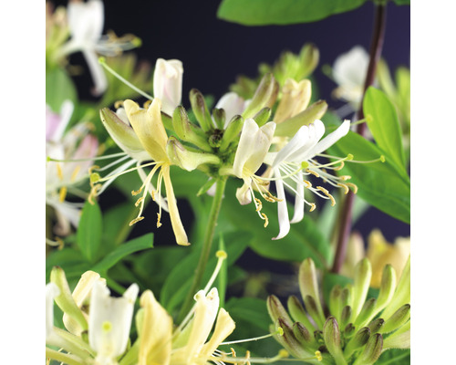 Närbild av kaprifolblommor och blad