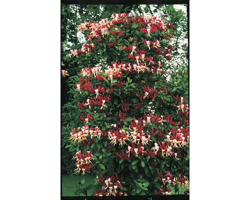 Klätterväxt med röda och vita blommor