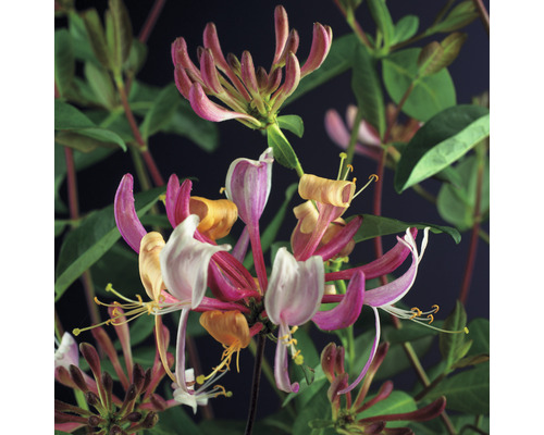 Blommande try med blad