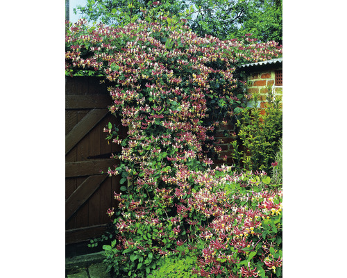 Blommande try som täcker ett trädgårdsstaket.