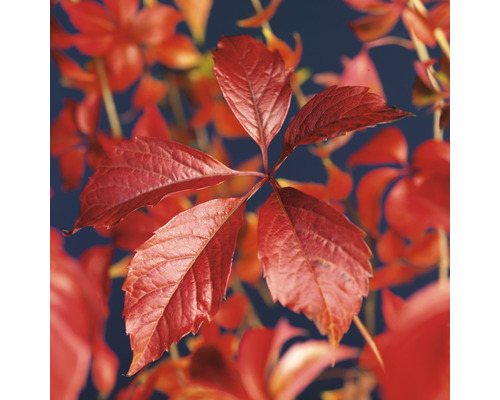 Blad av klätterväxt