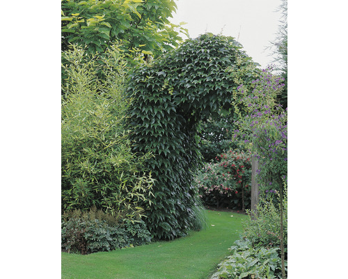 Trädgårdsvy med växtbåge över gräsmatta