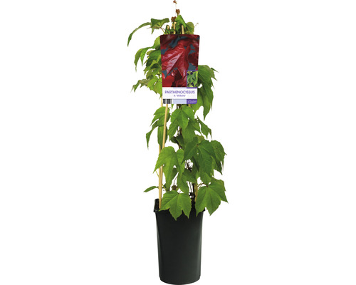 Rådhusvin OMNIA GARDEN Parthenocissus tricuspidata 'Veitchii' 5-pack