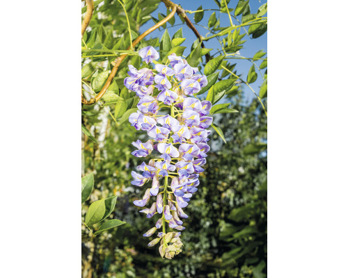 Blomställning av blåregnplantan i trädgården