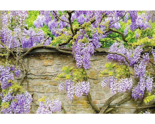 Amerikanskt Blåregn OMNIA GARDEN Wisteria frutescens var. macrostachya 'Blue Moon' 5-pack