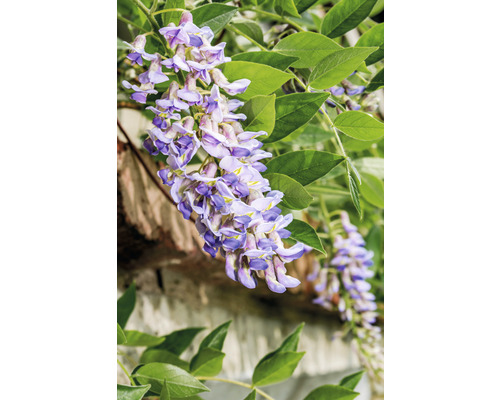Blommande blåregn med blad