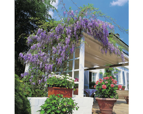 Blommande blåregn slingrar sig runt en pergola på en trädgårdsterrass.