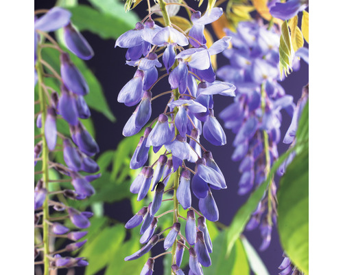 Blommande blåregn med blad