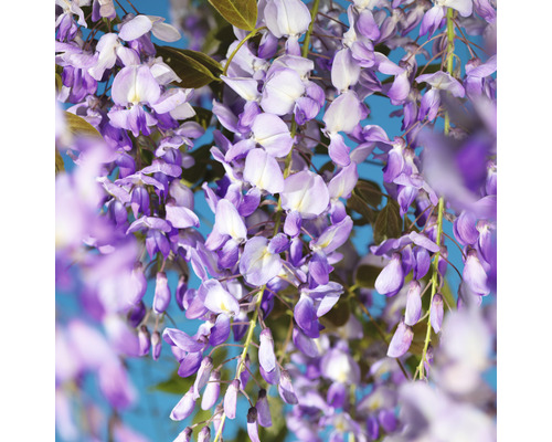 Blommande blåregn växt