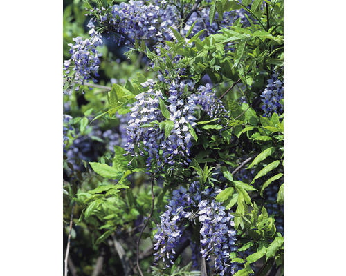 Blommande blåregn med gröna blad