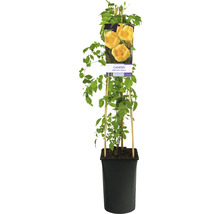 Trumpetranka OMNIA GARDEN Campsis radicans 'Flava' 1-pack