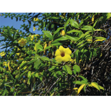 Blommande Allamanda-växt med gröna blad