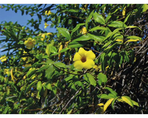 Blommande Allamanda-växt med gröna blad