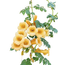 Trumpetranka OMNIA GARDEN Campsis radicans 'Flava' 1-pack