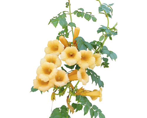 Trumpetranka med gula blommor och gröna blad