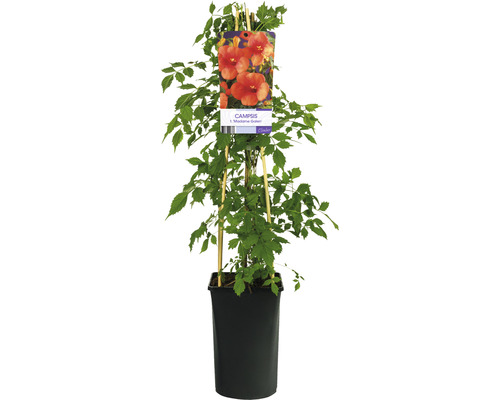 Storblommig Trumpetranka OMNIA GARDEN Campsis × tagliabuana 'Mme Galen' 1-pack Trumpetranka i kruka med spaljé