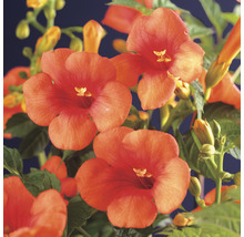 Närbild av trumpetblommor