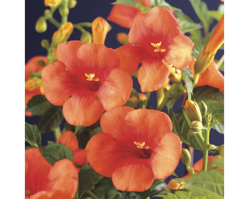 Närbild av trumpetblommor