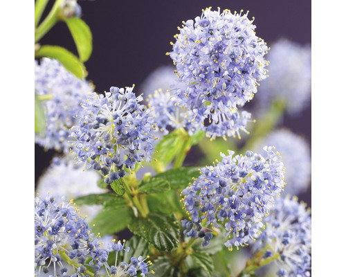 Blomställningar av amerikansk syren