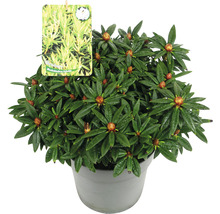 Rhododendronhybrid i kruka