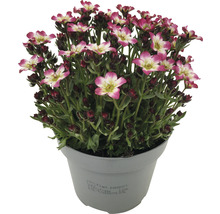 Saxifraga blomma i kruka