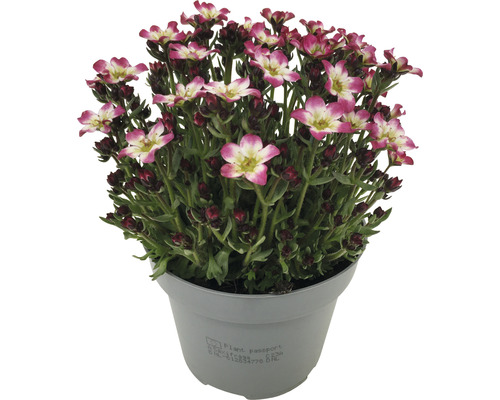 Saxifraga blomma i kruka