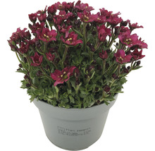 Saxifraga i en kruka