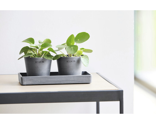 Två grå blomkrukor med gröna plättar-i-luften växter på ett bord